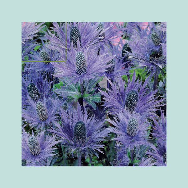 Eryngium Alpine Blue Star