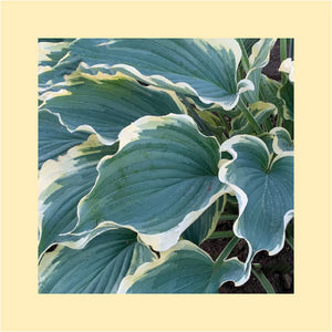 Hosta Hope Springs Eternal