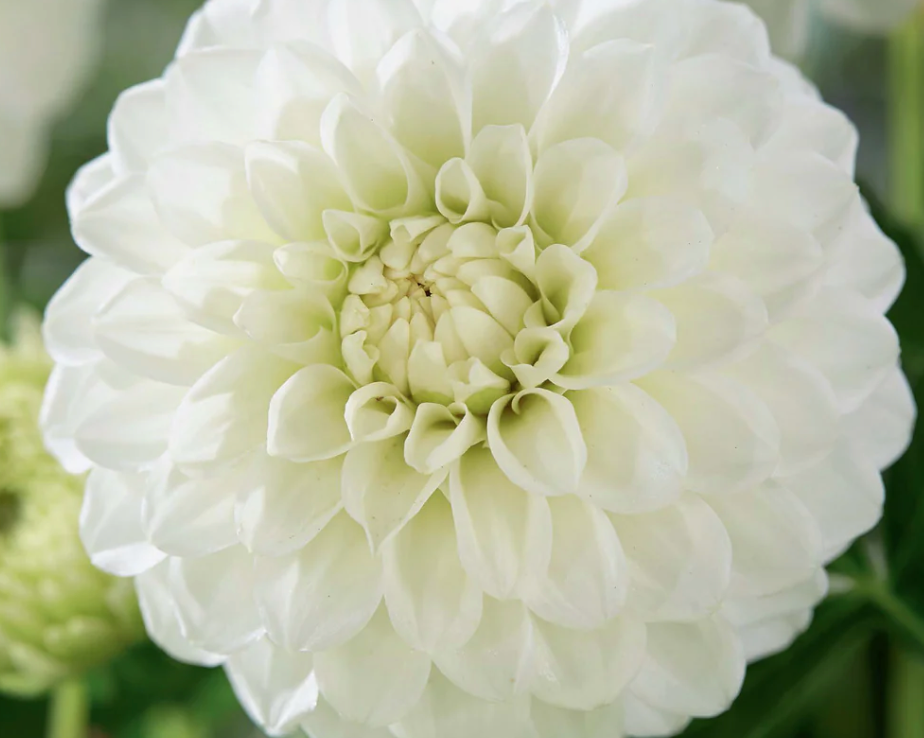 Petra's Wedding Dahlia