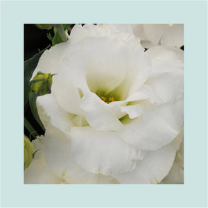 Lisianthus