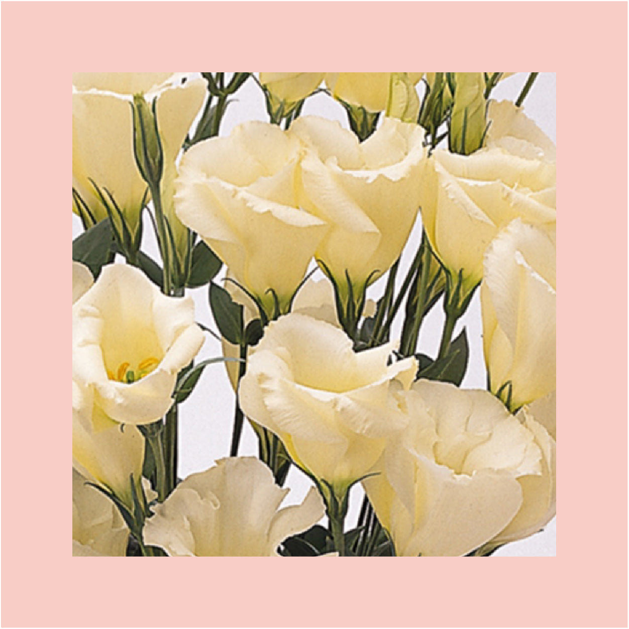 Lisianthus